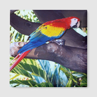 Tropical Parrot Gifts - Tropical Parrot Gift Ideas on Zazzle.ca