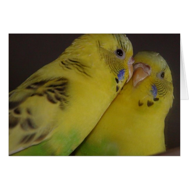 BirdieBird (Front Horizontal)