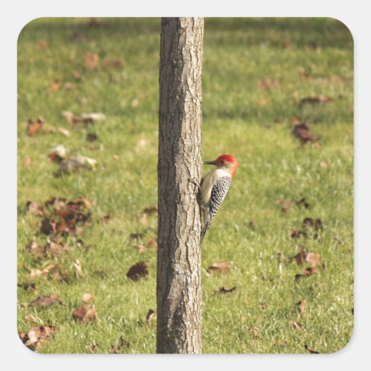 birds 132.JPG Square Sticker