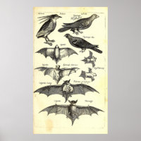 Birds and Bats Scientific Illustration (1650)