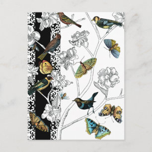 Birds and Butterfly on a Black & White Background Postcard