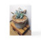 Birds and Succulents Notecard