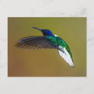 birds are the only animals with feathers 4 postcard