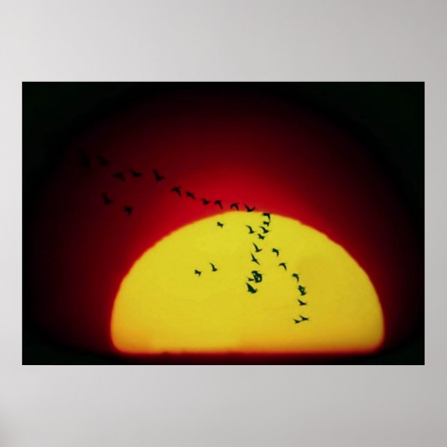 Birds at sunset poster (Front)