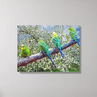 Birds - budgies