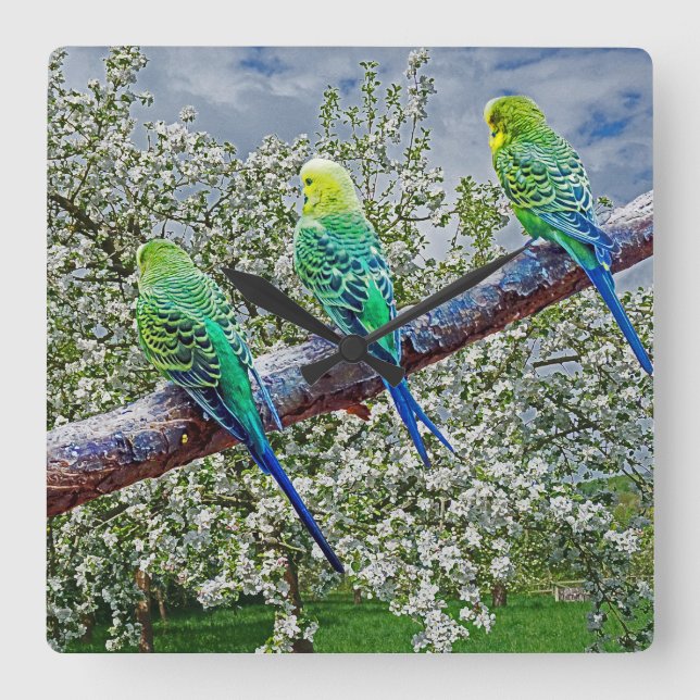 Birds - budgies square wall clock (Front)