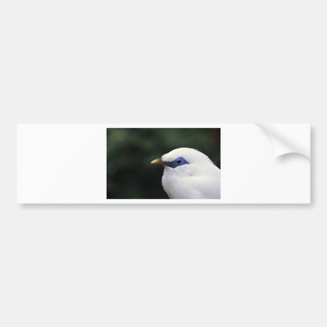 Birds Bumper Sticker (Front)