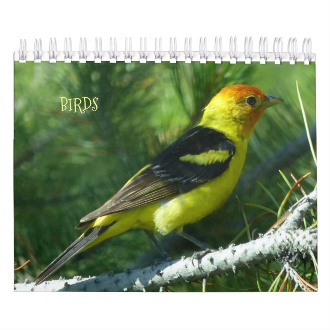 Birds Calendar for 2017 (Cover)