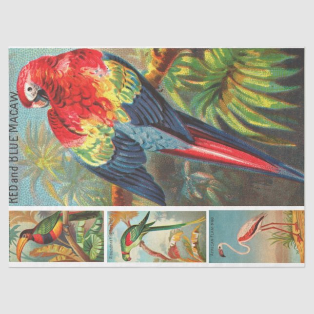 Birds Collection Macaw 2d Vintage Decoupage Tissue Paper (Front)