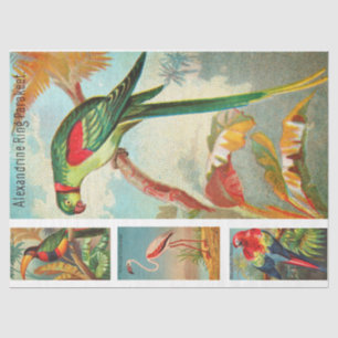 Birds Collection Parakeet 2a Vintage Decoupage Tissue Paper