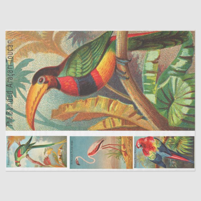 Birds Collection Toucan 2b Vintage Decoupage Tissue Paper (Front)