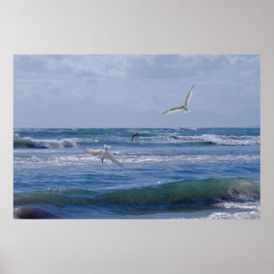 Birds diving into the ocean poster