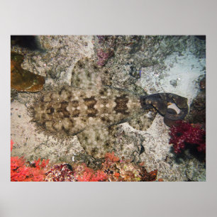 Birds Eye of a Wobbegong Poster