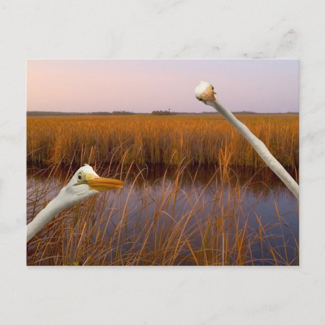 "Birds Eye View" - postcard (Front)