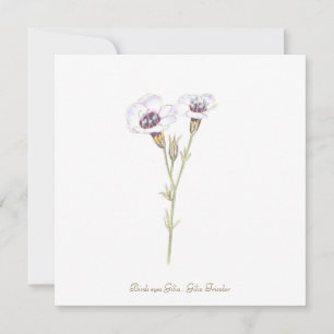 Bird's Eyes Gilia watercolor Card