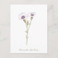 Bird's Eyes Gilia watercolor