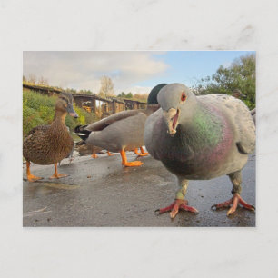 Birds Feeding Postcard