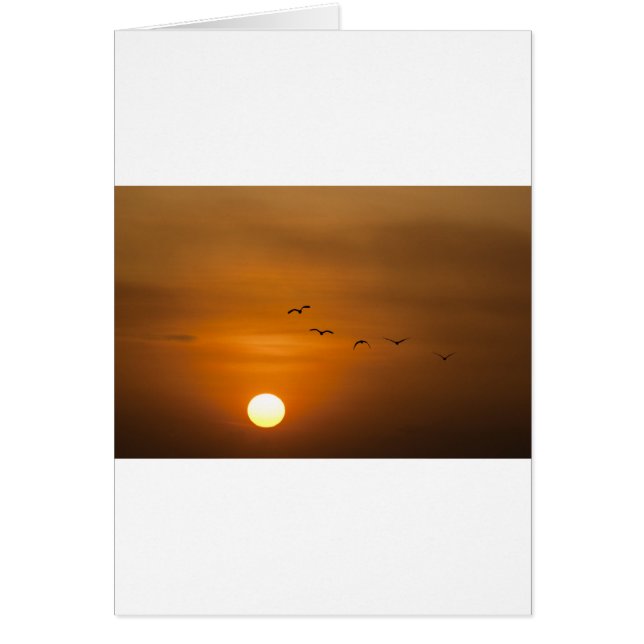 Birds flying in sunset (Front)