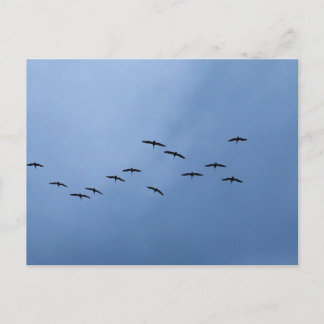 Birds Flying in V‑Formation Nature Photography Postcard