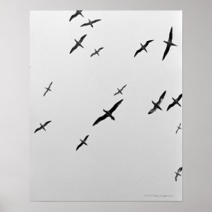 Birds flying poster