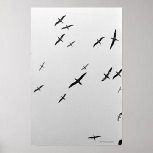 Birds flying poster