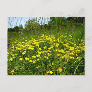 Birds-foot Trefoil Postcard