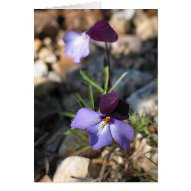 Bird's-Foot Violet (Front)