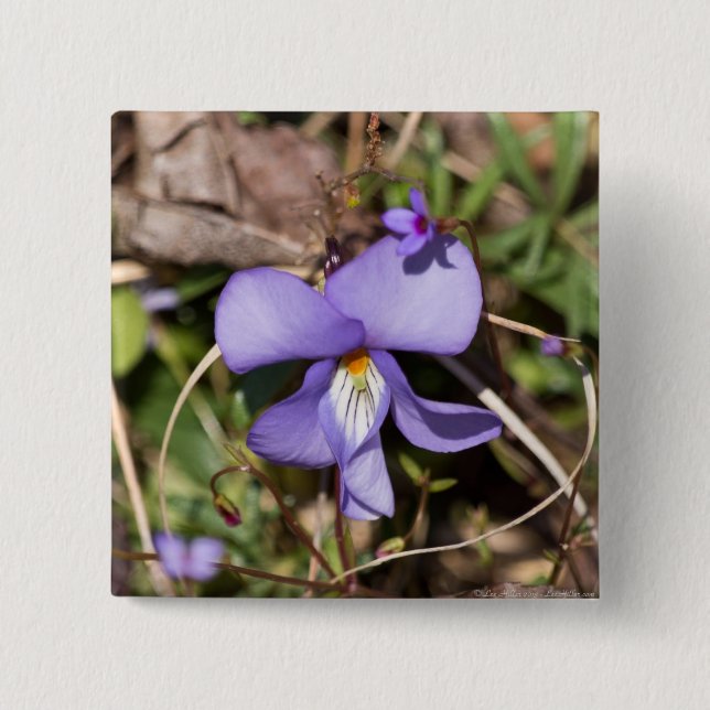 Birds-Foot Violet w/ Bluets 2 Inch Square Button (Front)