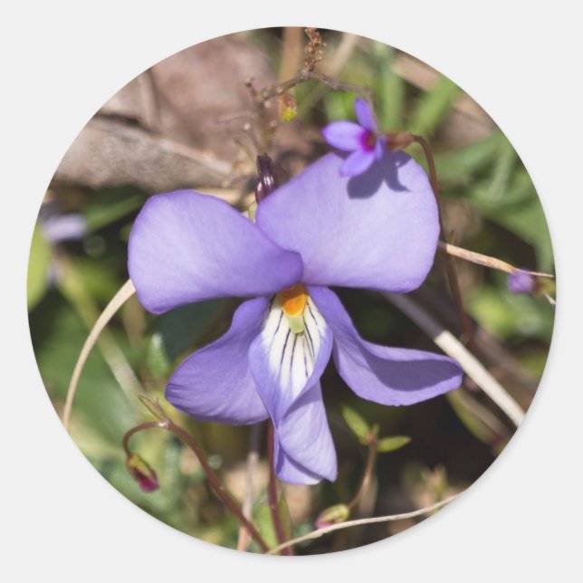 Birds-Foot Violet w/ Bluets Classic Round Sticker (Front)