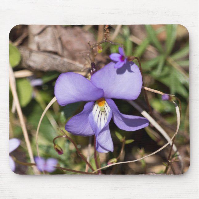 Birds-Foot Violet w/ Bluets Mouse Pad (Front)
