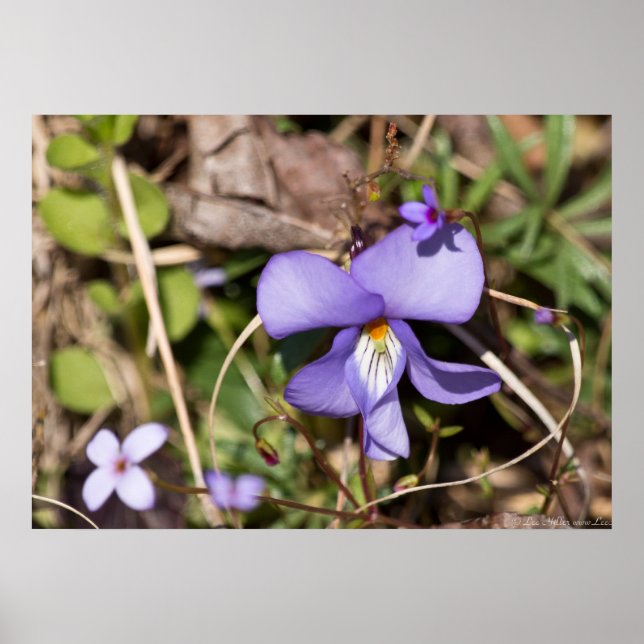 Birds-Foot Violet w/ Bluets Wildflower Poster (Front)