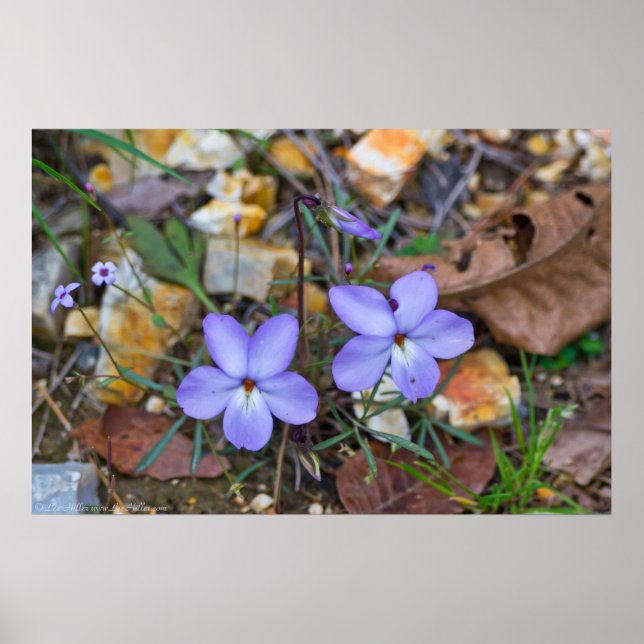 Birds Foot Violets rise through the Rocks Poster (Front)