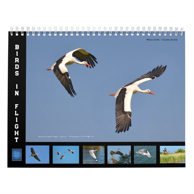Birds in flight 12 month calendar (Cover)