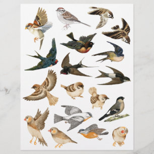 Birds in Flight and Rest Fussy Cuts