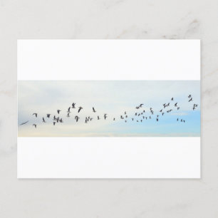 Birds in Flight Postcard