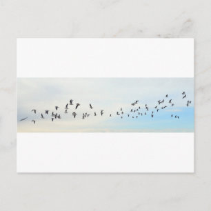 Birds in Flight Postcard