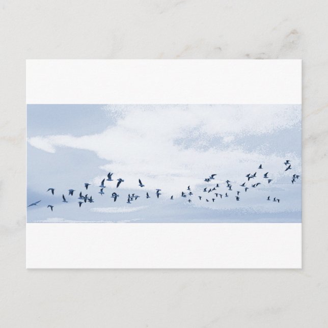 Birds in Flight Postcard (Front)