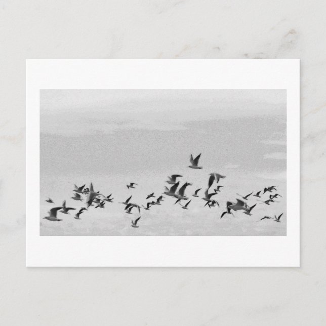 Birds in Flight Postcard (Front)