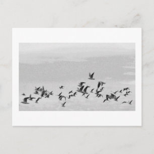 Birds in Flight Postcard