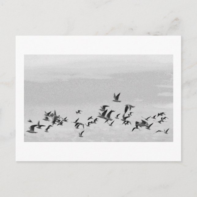 Birds in Flight Postcard (Front)