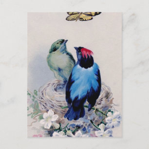 Birds in nest postcard