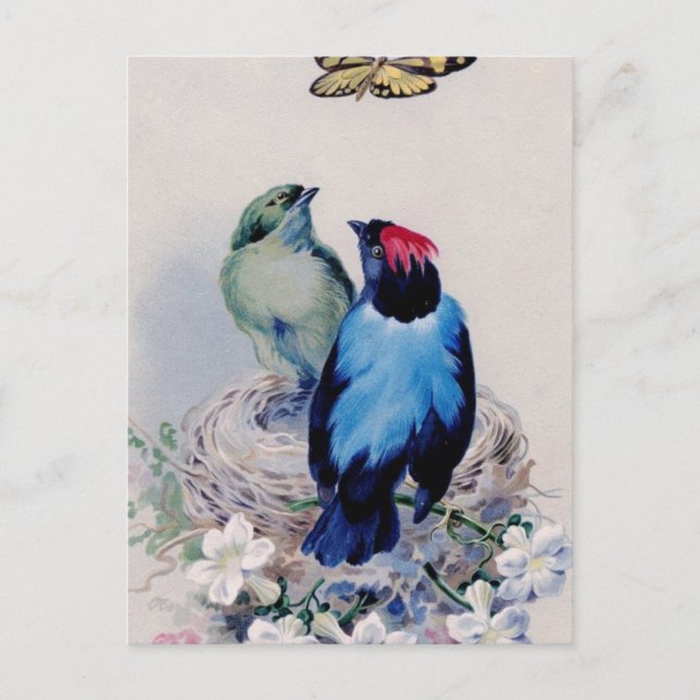 Birds in nest postcard (Front)