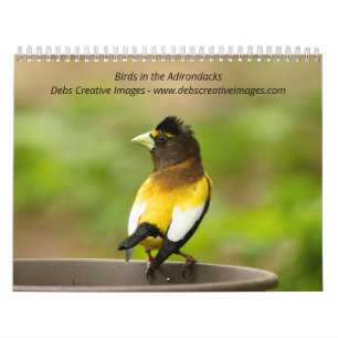 Birds in the Adirondacks 2025 Calendar