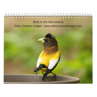 Birds in the Adirondacks 2026 Calendar