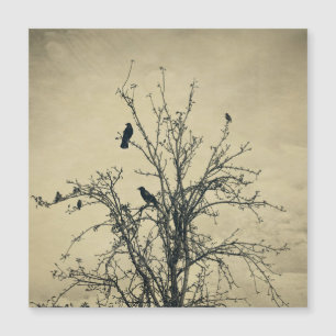 Birds in the tree   -    