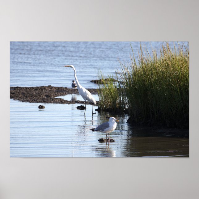 Birds in the Water Poster (Front)