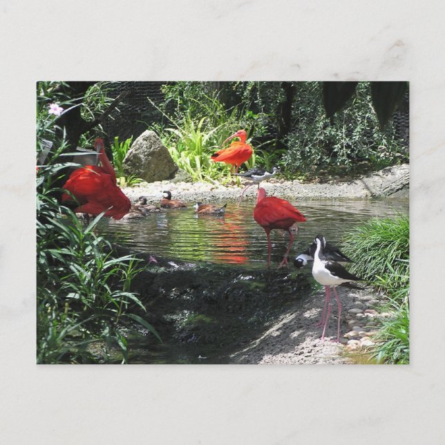 Birds in Water Postcard (Front)