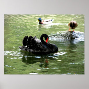 birds in water poster
