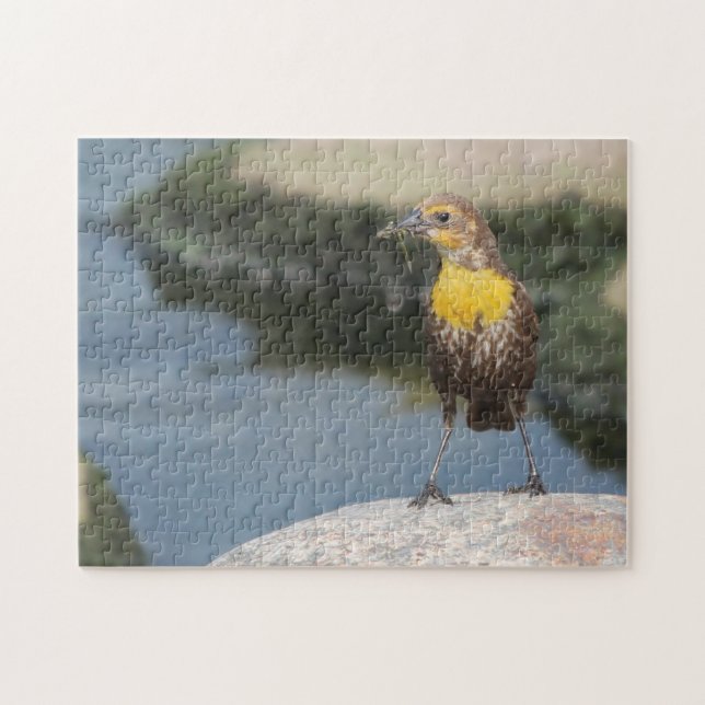 Birds Meadow Lark. Jigsaw Puzzle (Horizontal)