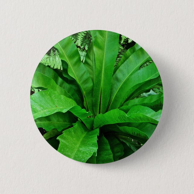 Bird's Nest Fern 2 Inch Round Button (Front)